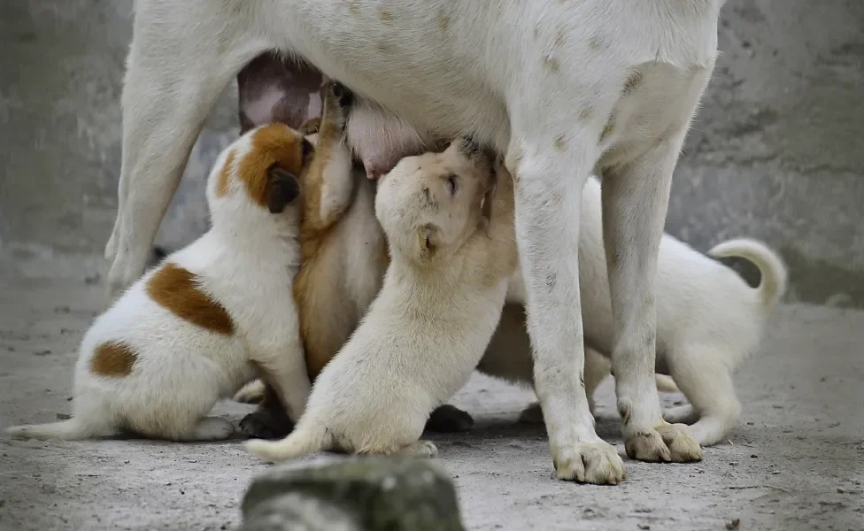 filhotes de cachorro mamando na mãe cadela