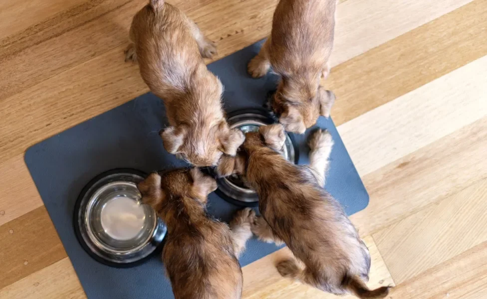 filhotes de cachorro comendo ração