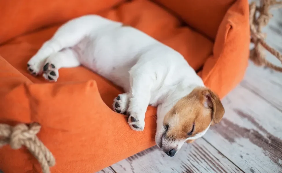 filhote de cachorro dormindo 