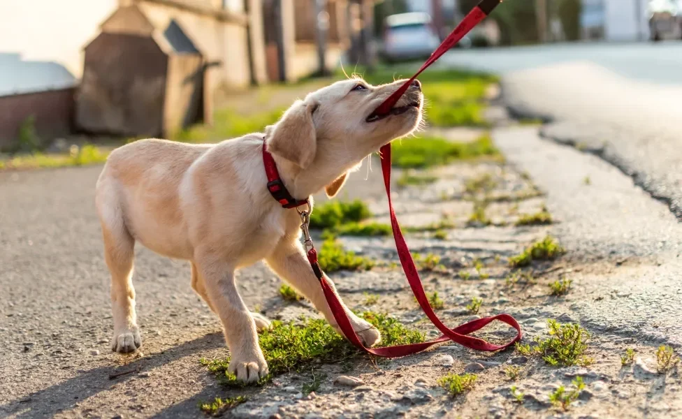 cachorro filhote passeando