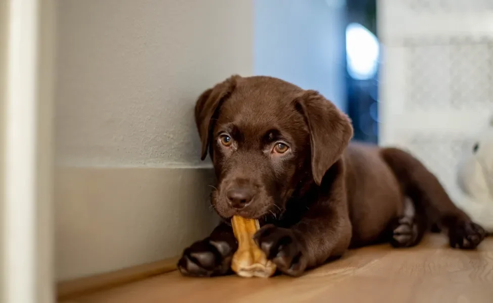 filhote de cachorro com petisco na boca