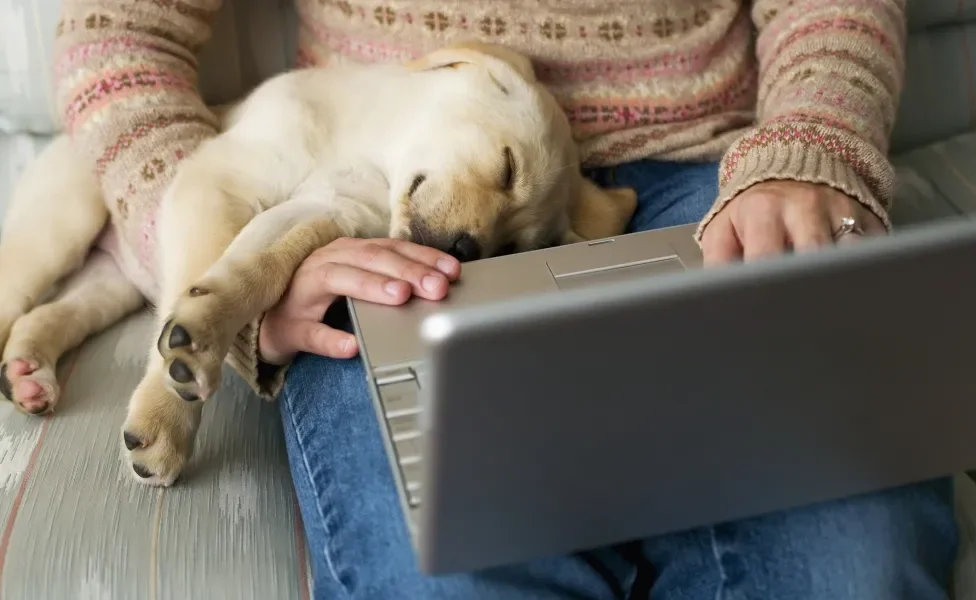 filhote de cachorro dormindo perto de humano