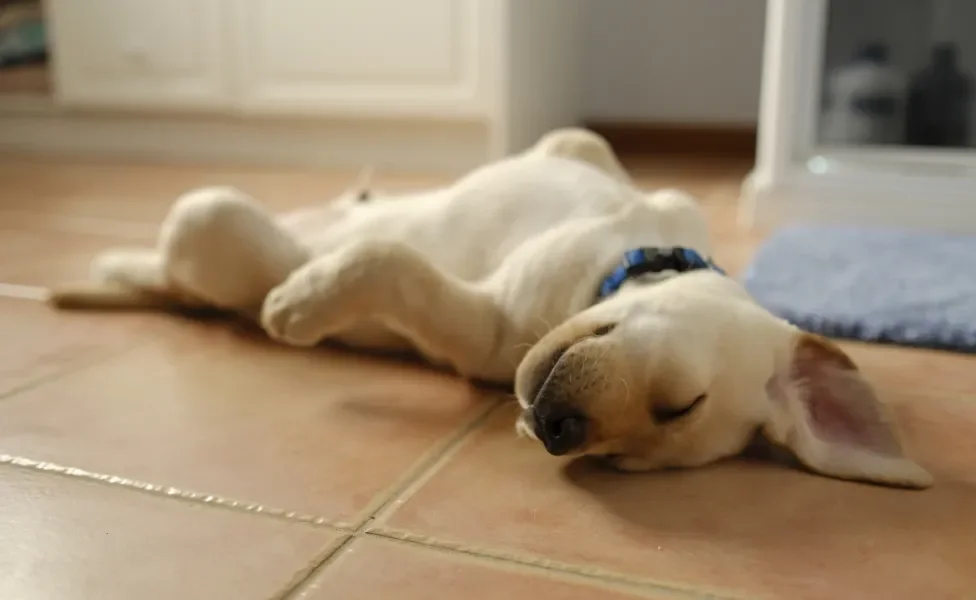 filhote de cachorro dormindo de barriga para cima