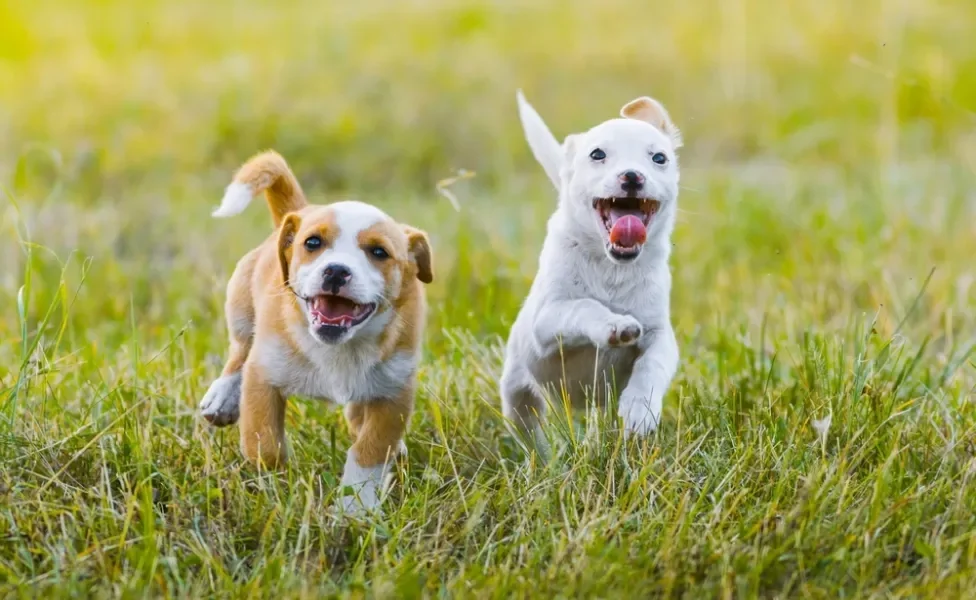 filhotes de cachorro correndo