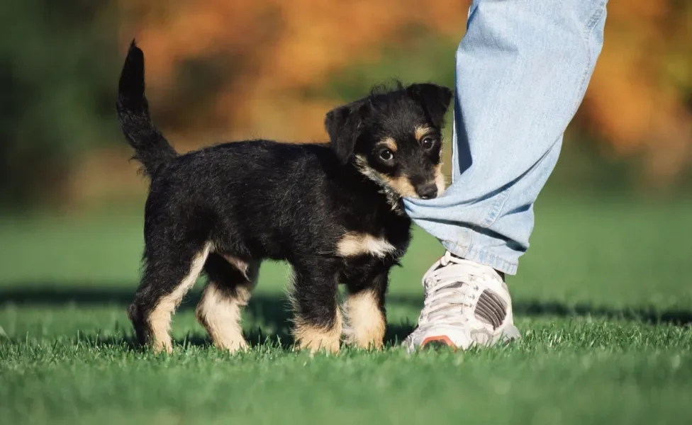 filhote de cachorro mordendo a calça de humano