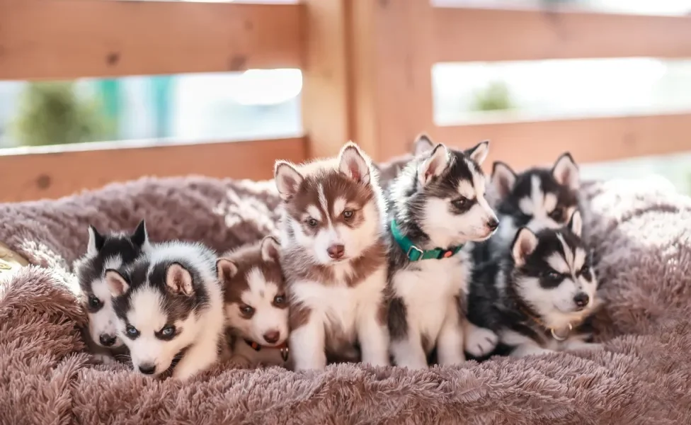 filhotes de cachorro juntos