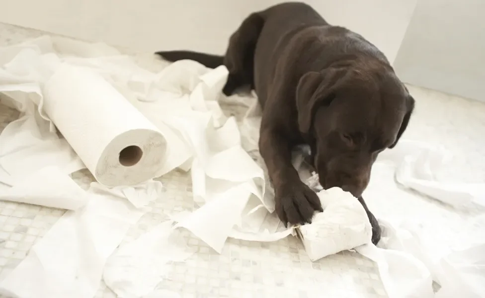 cachorro filhote destruindo rolo de papel higiênico