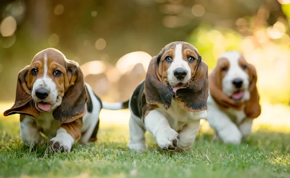 filhotes de cachorro Basset Hound