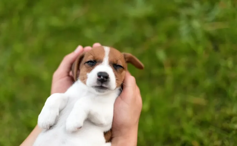 filhote de cachorro deitado na mão de humano