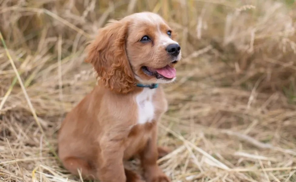 filhote de cachorro sentado ao ar livre