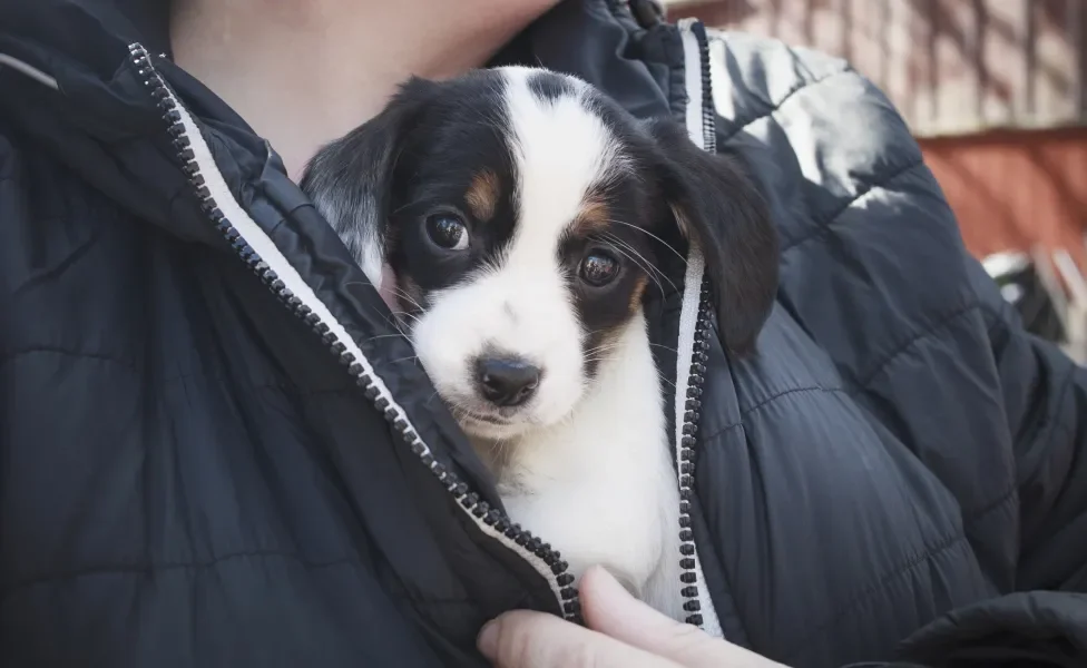 filhote de cachorro dentro de casaco