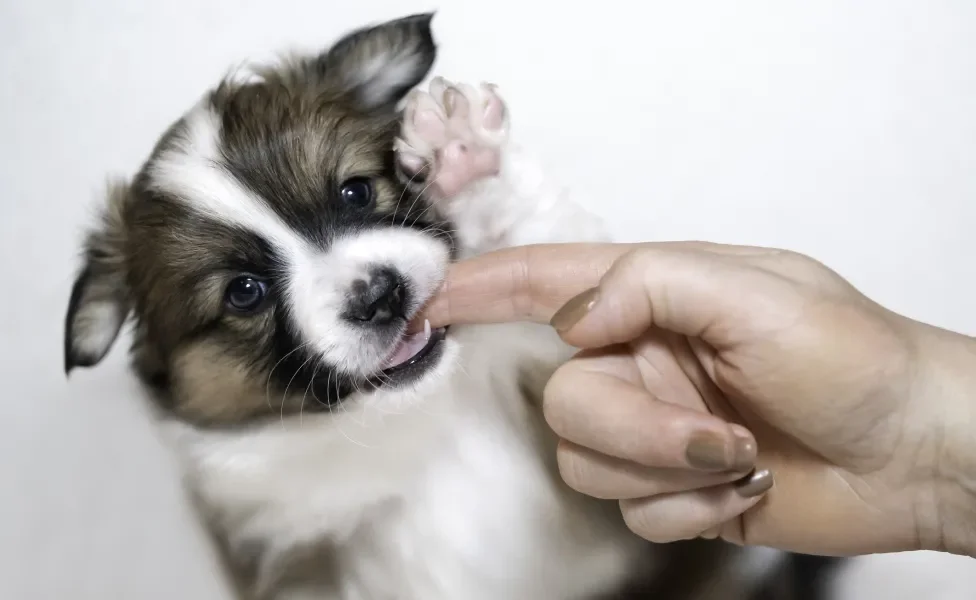 filhote de cachorro mordendo dedo de humano