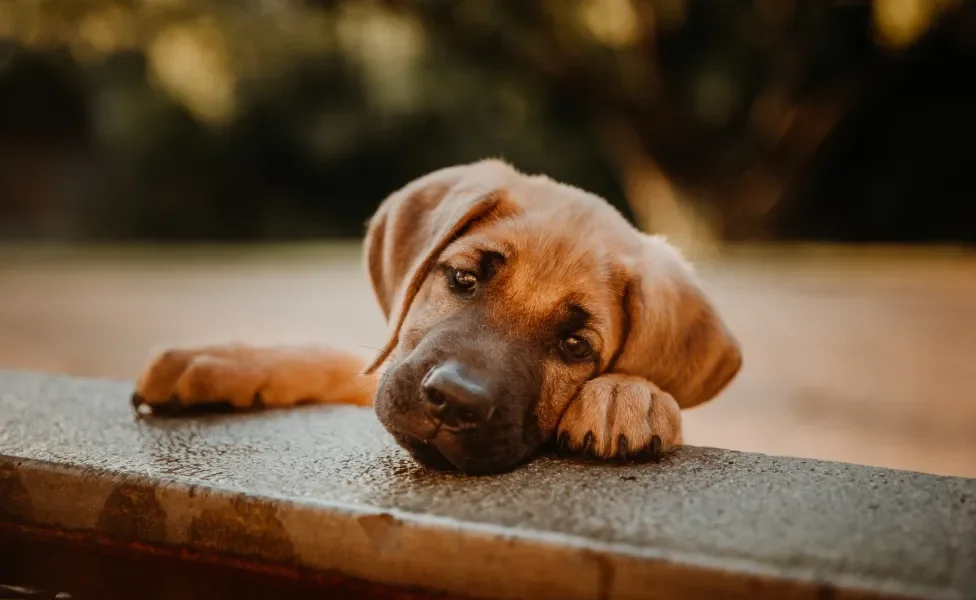 filhote de cachorro posando para foto