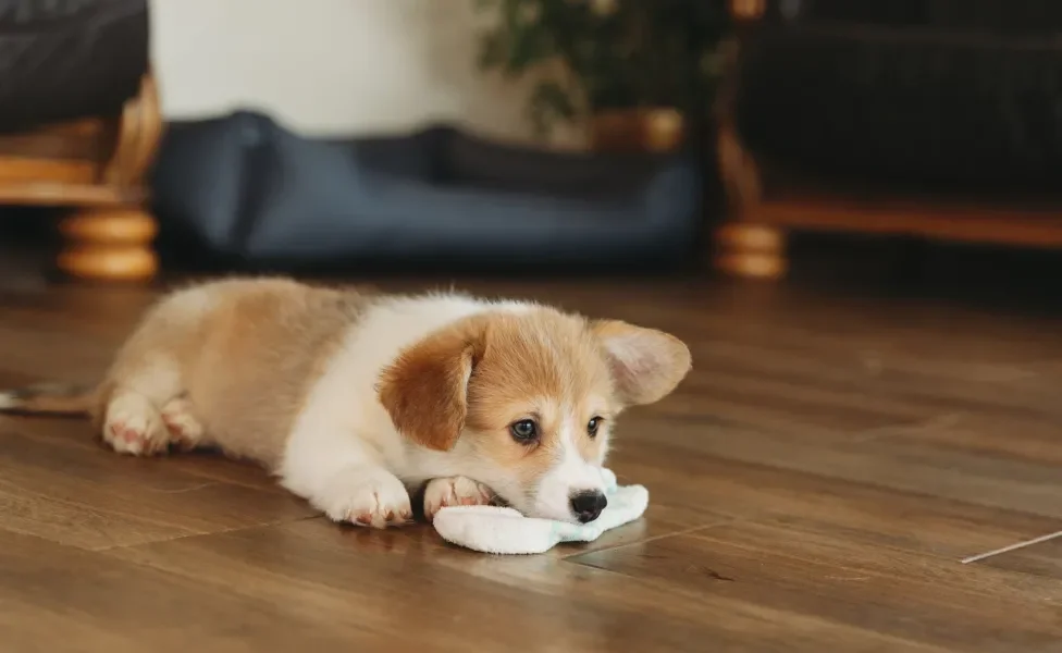 filhote de cachorro com meia na boca