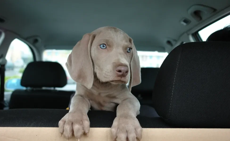 filhote de cachorro cinza dentro de carro