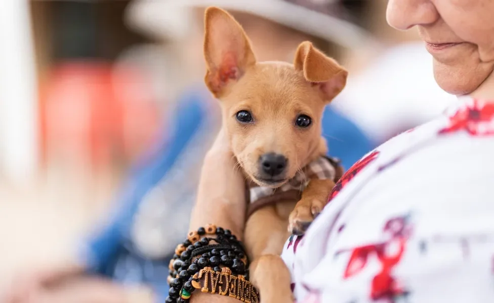 filhote de cachorro no colo 