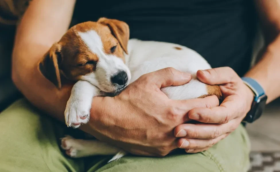 filhote de cachorro dormindo