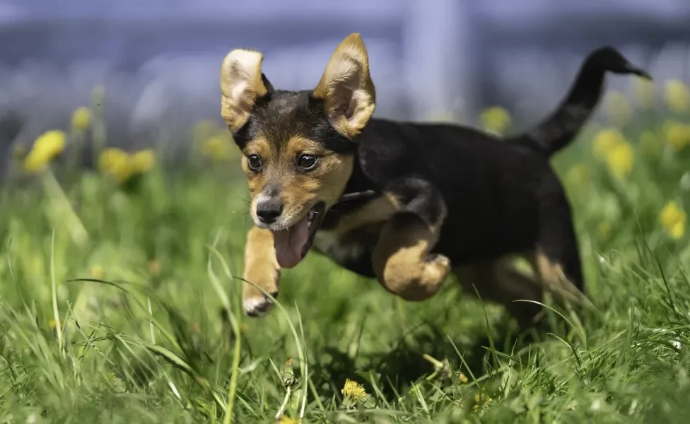 filhote de cachorro correndo