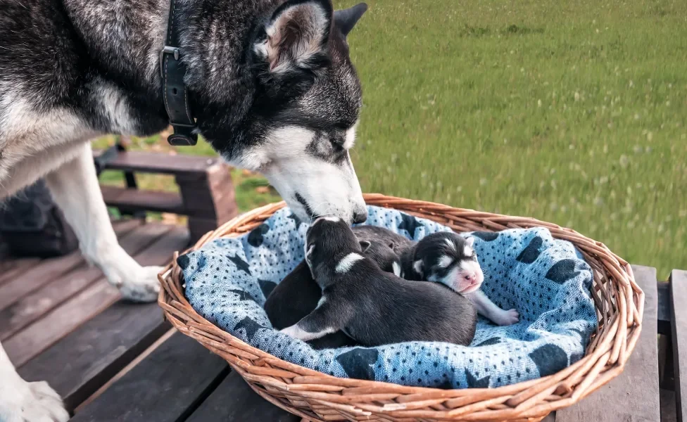 filhote de cachorro ao lado de mãe