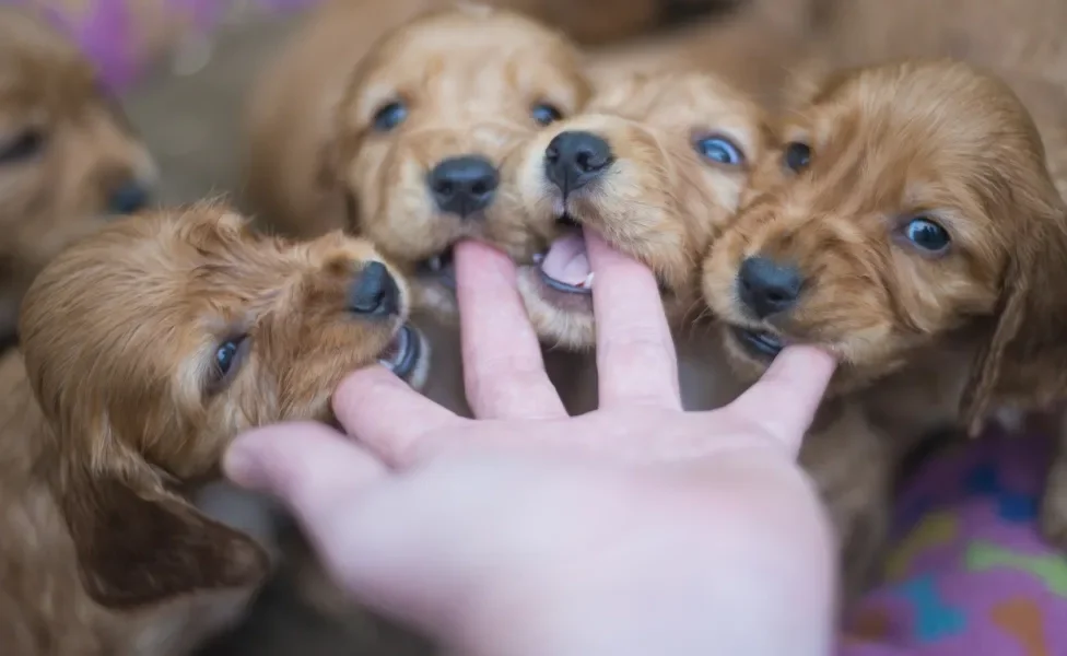 filhotes de cachorro mordendo mão humana