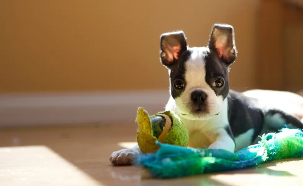 filhote de cachorro com urso de pelúcia 