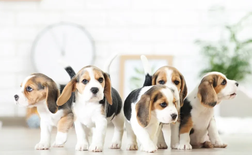 filhotes de cachorro da raça Beagle