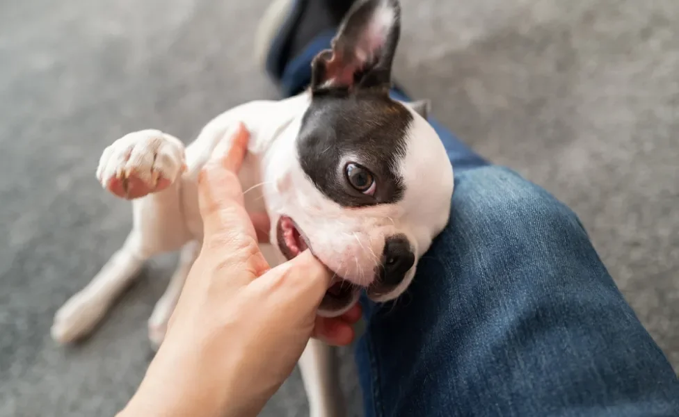 filhote de cachorro mordendo dedo