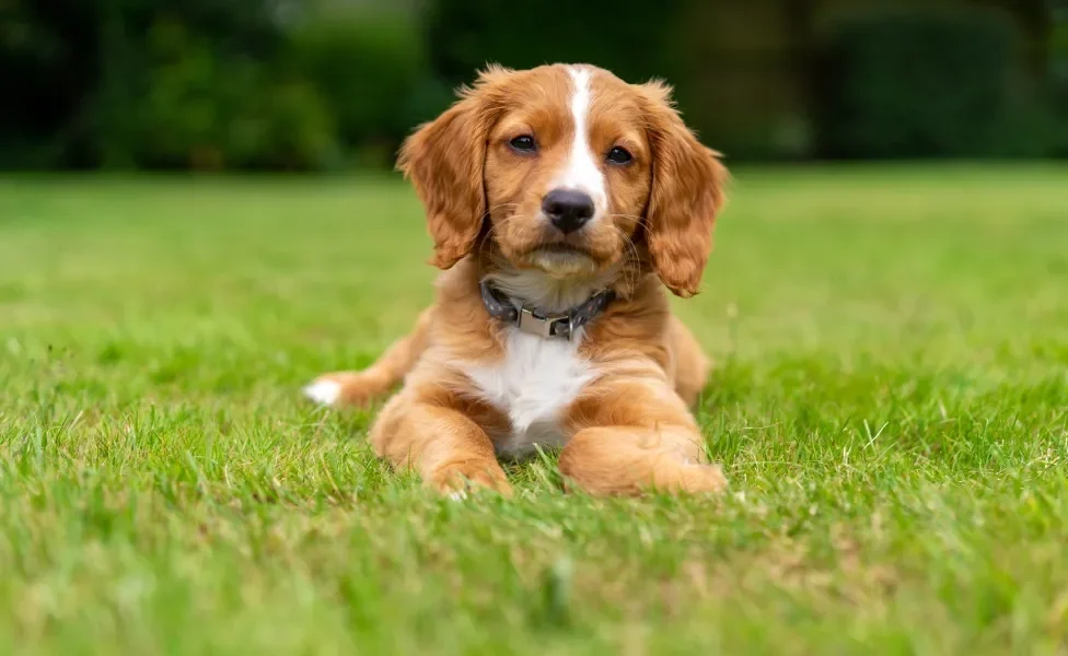 filhote de cachorro ao ar livre