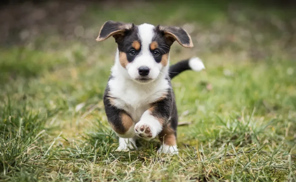 filhote de cachorro correndo