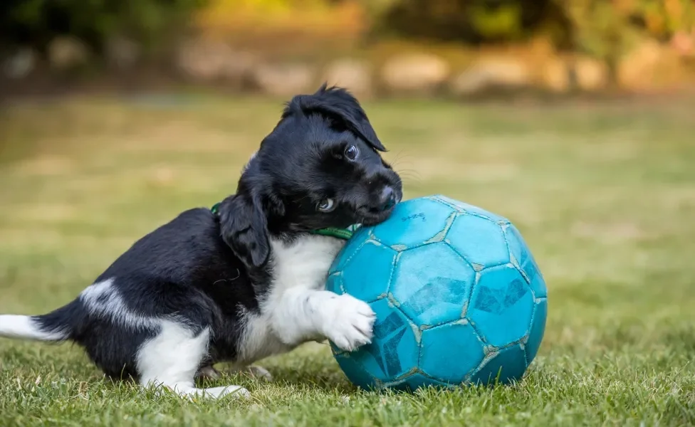 filhote de cachorro brincando com bola de futebol