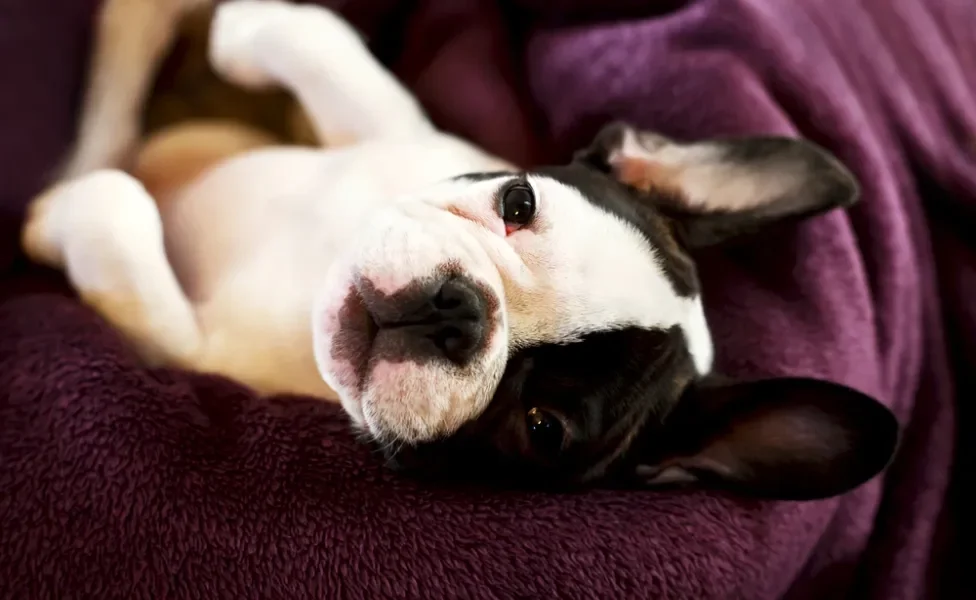 filhote de cachorro deitado