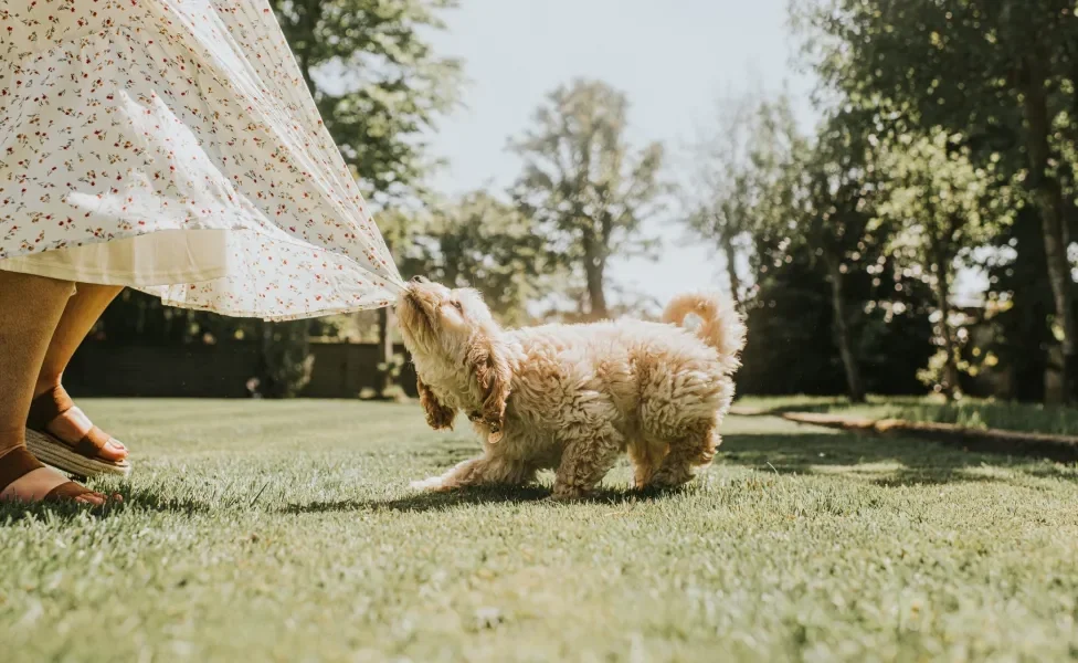 Filhote de cachorro brincando com vestido de mulher