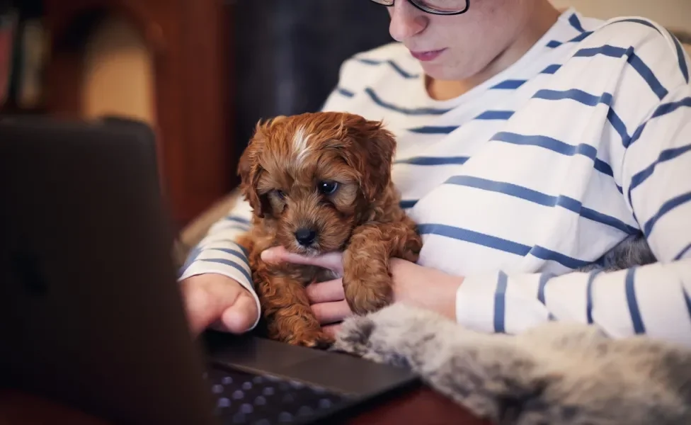 filhote de cachorro no colo do tutor