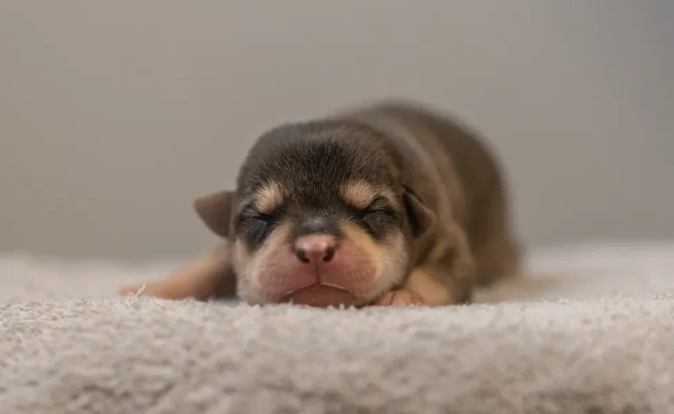 filhote de cachorro recém nascido