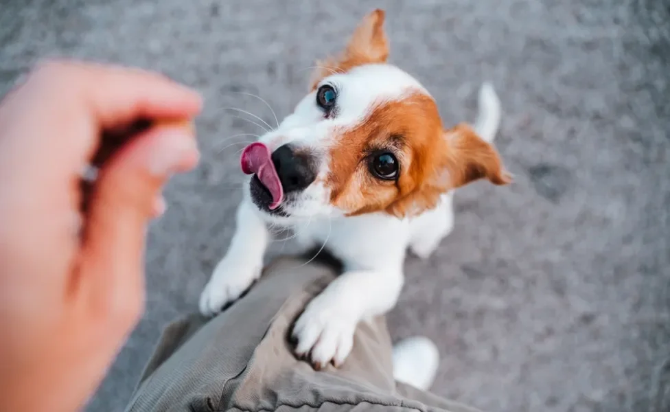 Filhote de cachorro da raça Jack Russel