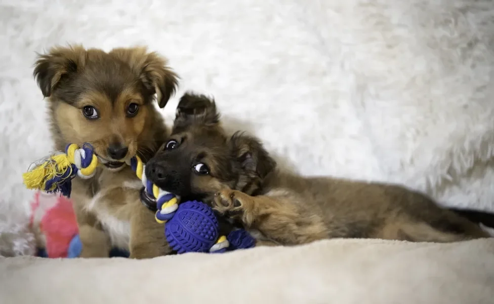 dois filhotes de cachorro brincando