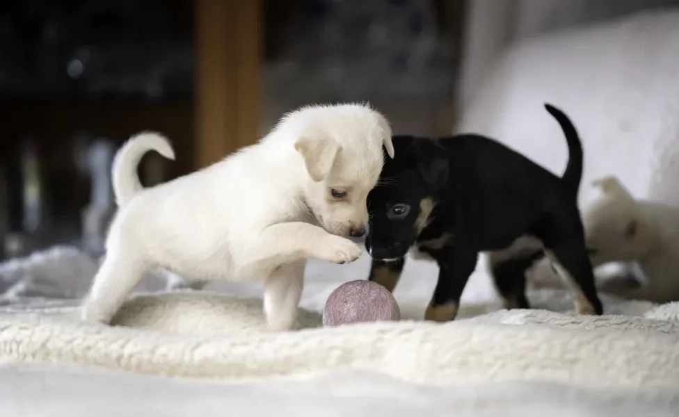 dois filhotes de cachorro brincando