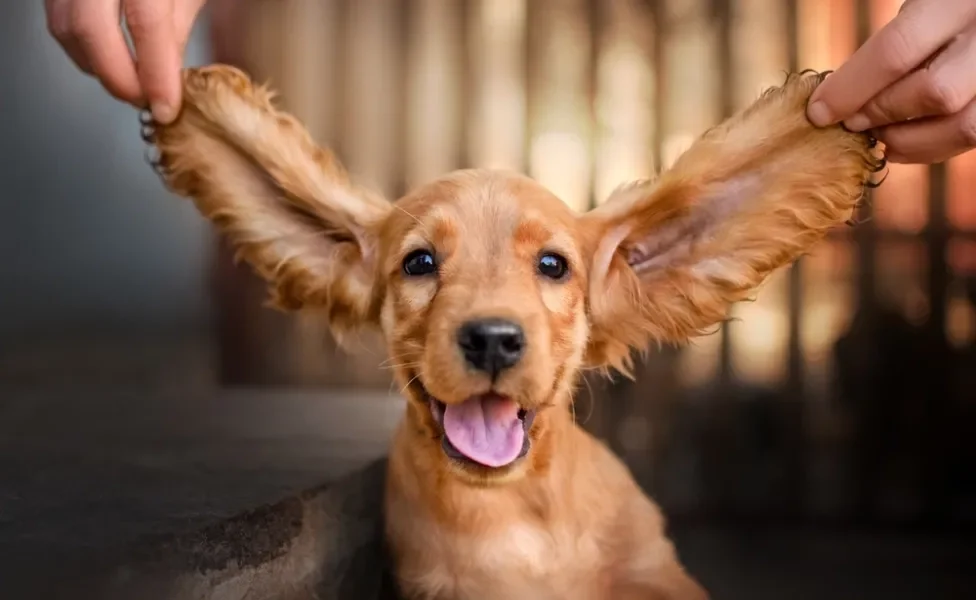 Filhote de cachorro comas orelhas erguidas