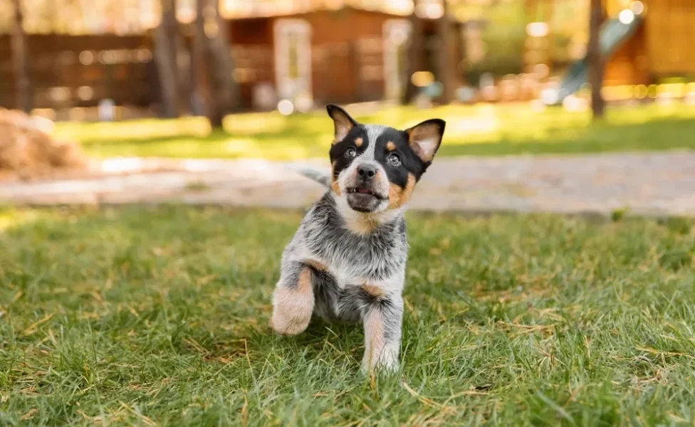 Filhote de cachorro da raça Boiadeiro-Australiano ao ar livre