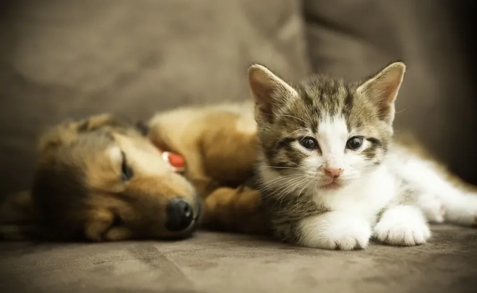 cachorro filhote ao lado de gato