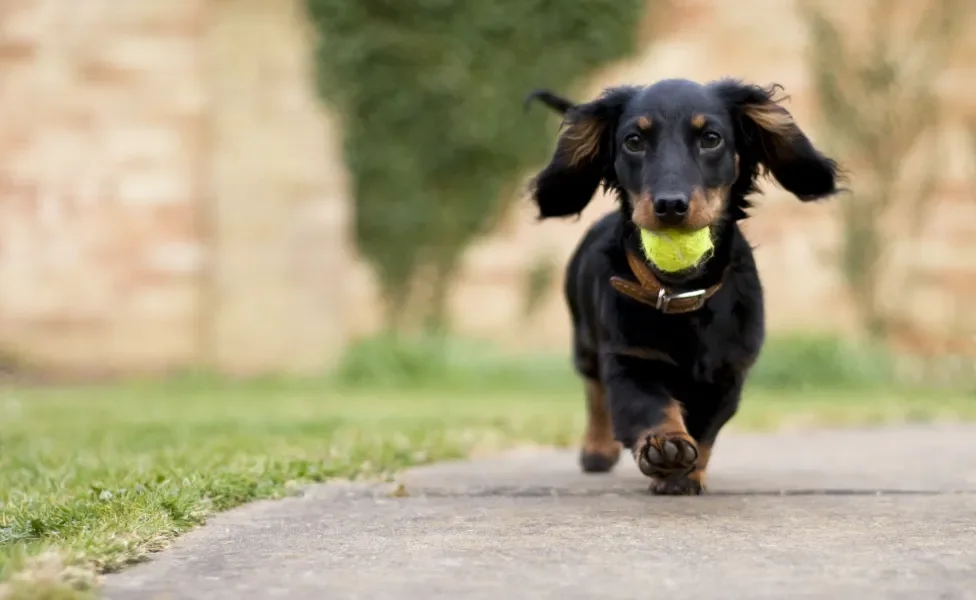 filhote de cachorro salsicha brincando