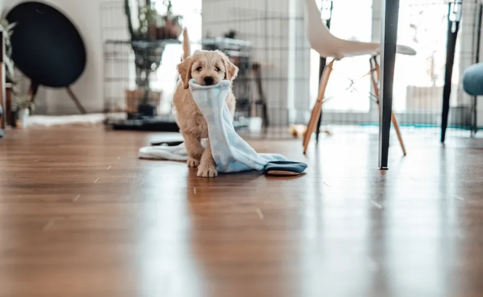 Filhote de cachorro com meia na boca