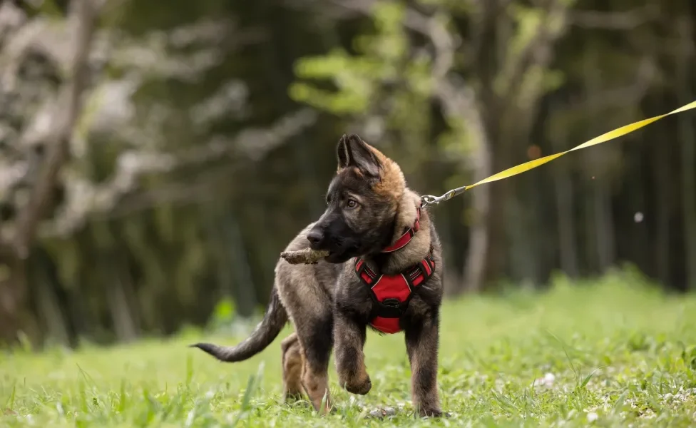 cachorro filhote passeando