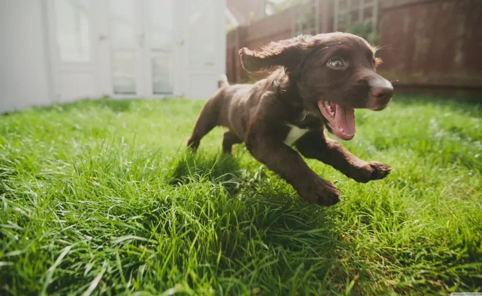 filhote de cachorro correndo