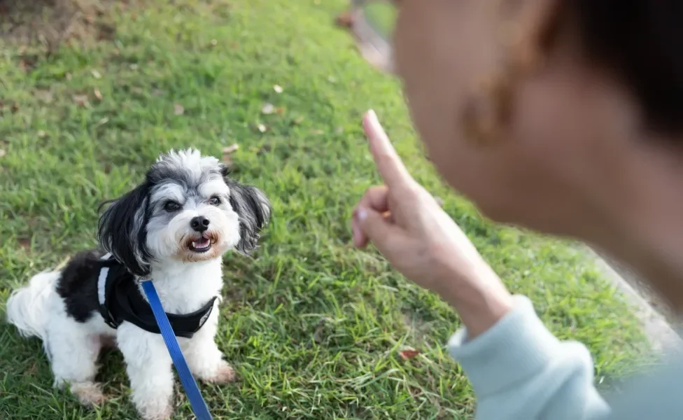 filhote de cachorro olhando para comando de humano