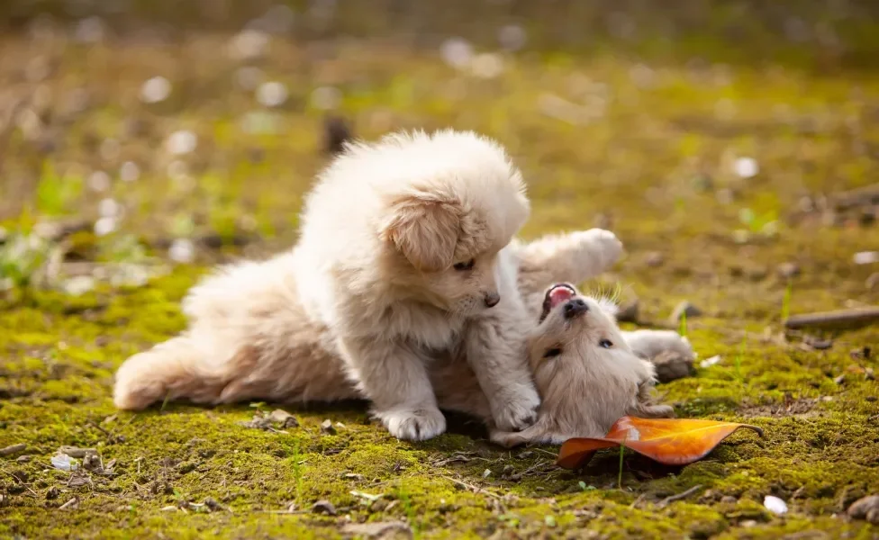 filhotes de cachorro brincando