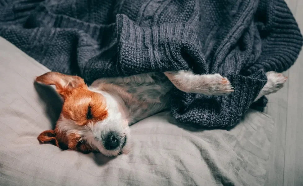 filhote de cachorro dormindo