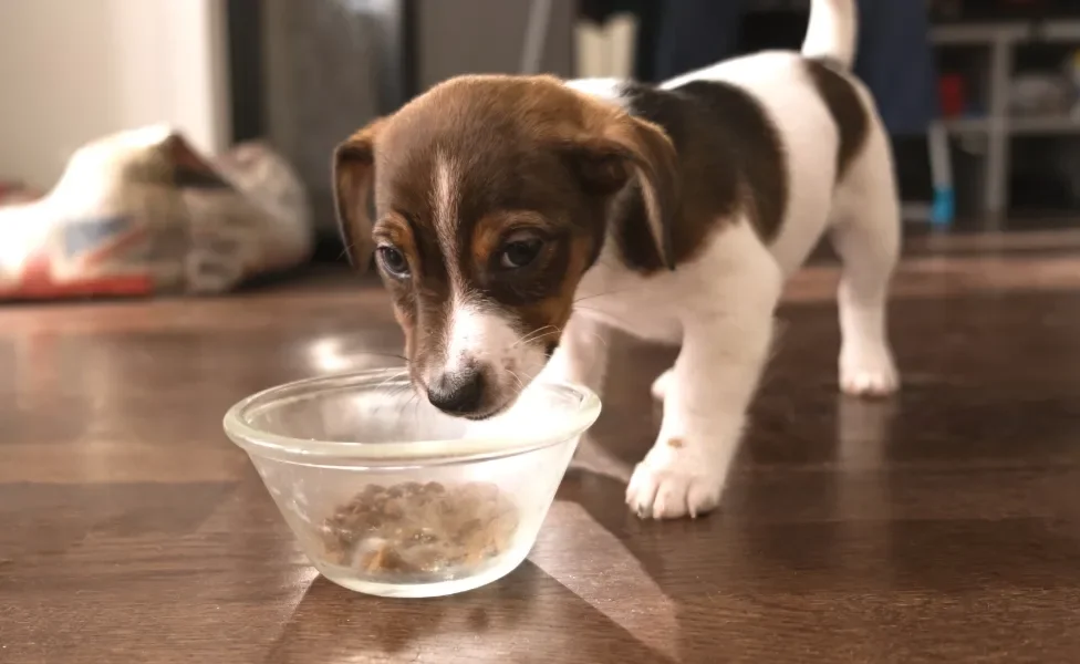 filhote de cachorro comendo