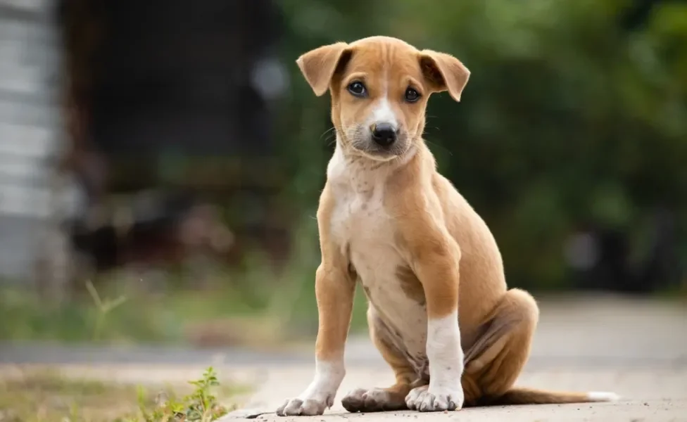 filhote de cachorro vira-lata sentado ao ar livre