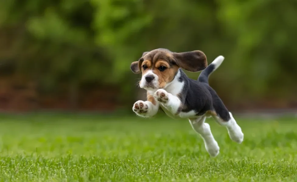 filhote de cachorro Beagle correndo ao ar livre